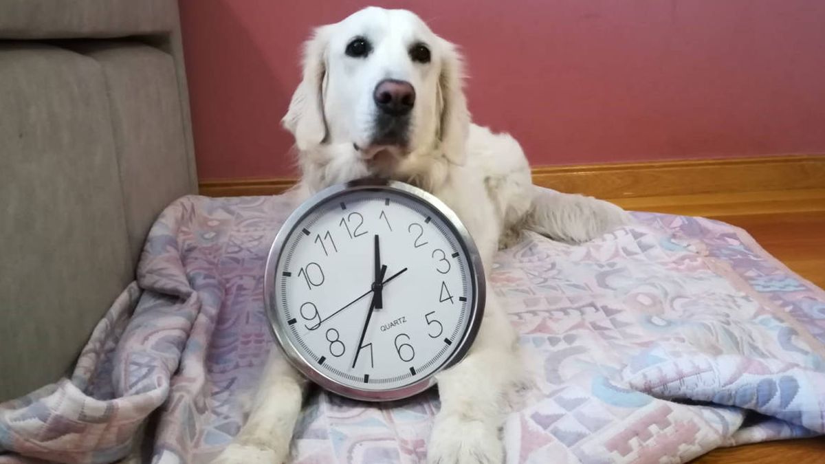 La ciencia confirma lo que tú ya sospechabas: tu mascota sabe perfectamente qué hora es