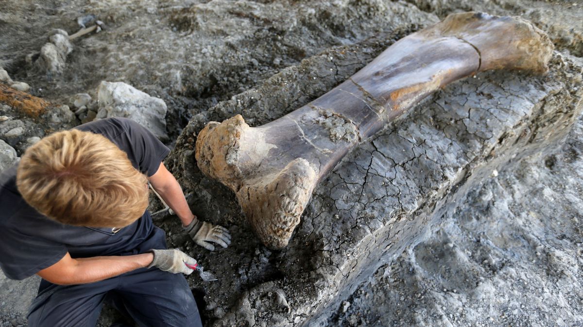Encuentran en Francia un enorme hueso de dinosaurio de 2 metros y 500 kilos