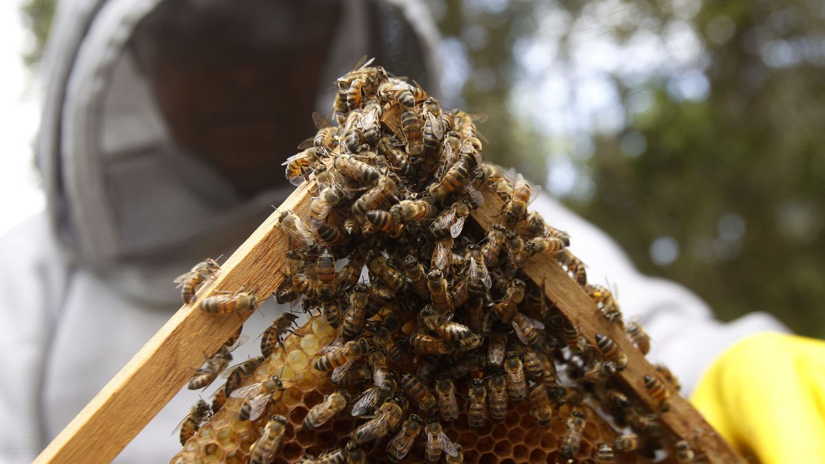 Un enjambre de abejas africanas mata a cuatro nicaragüenses tras un accidente de autobús