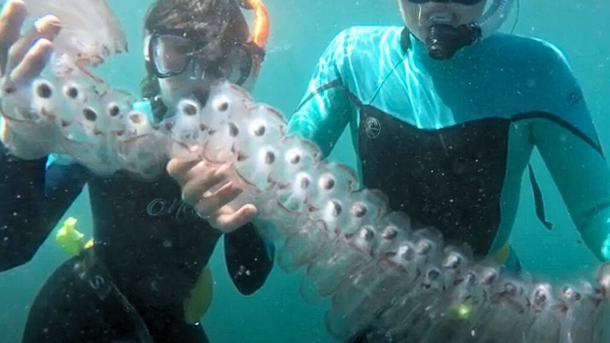 Ni medusas ni pez araña: esta es la nueva plaga que azota las playas españolas