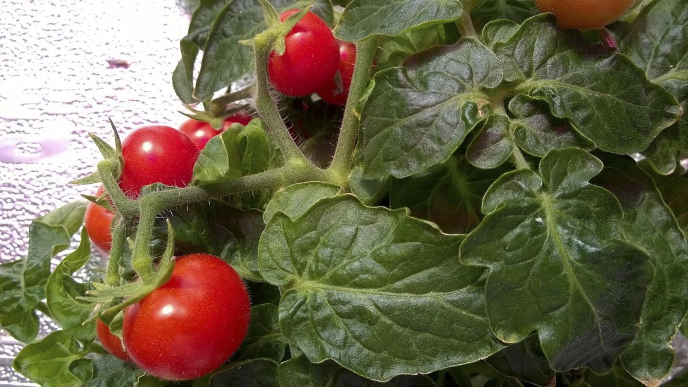 Foto: Tomates cultivados en un invernadero. (EFE)