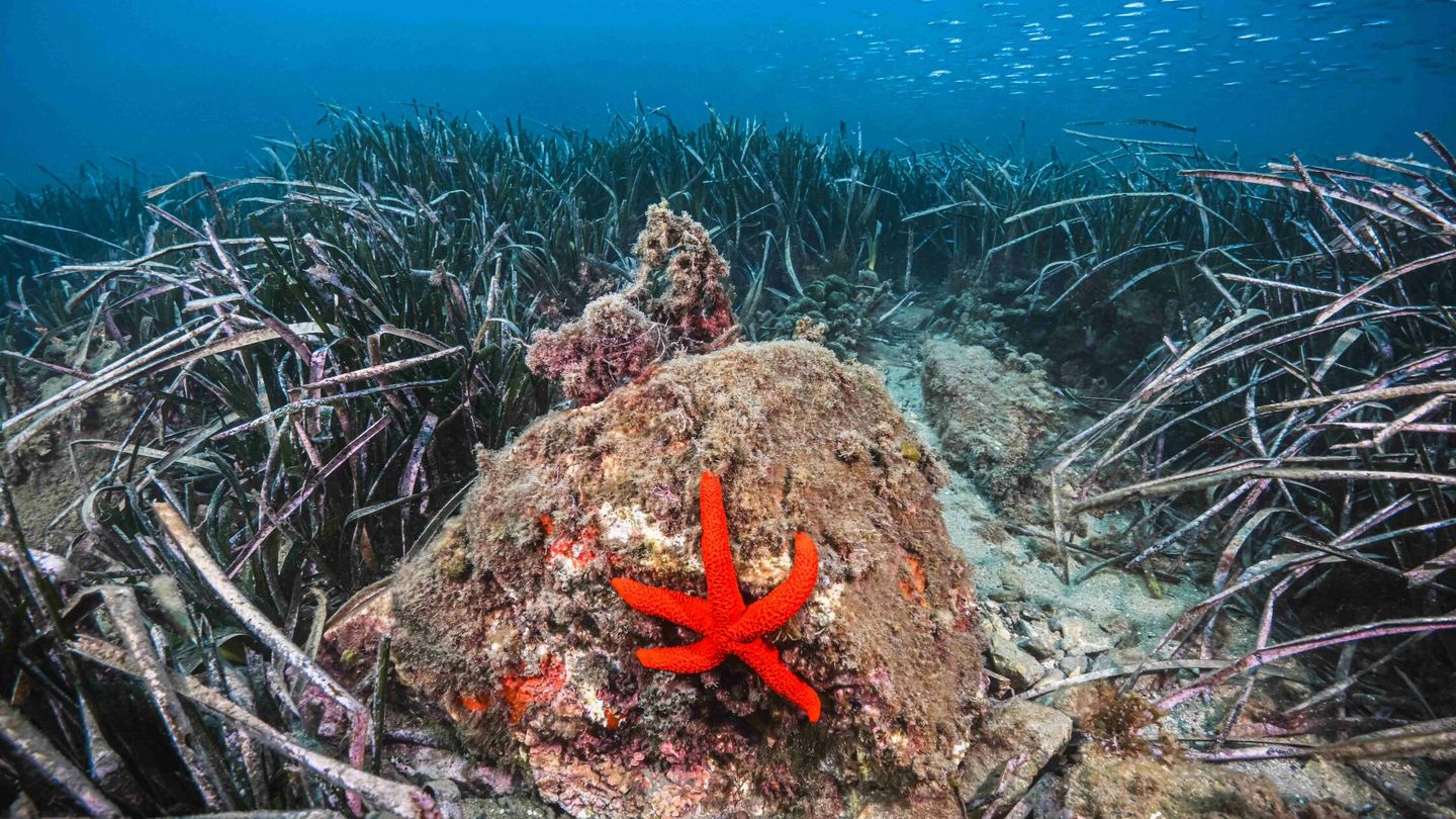 Posidonia oceánica. (Foto: cortesía de Roquetas de Mar)