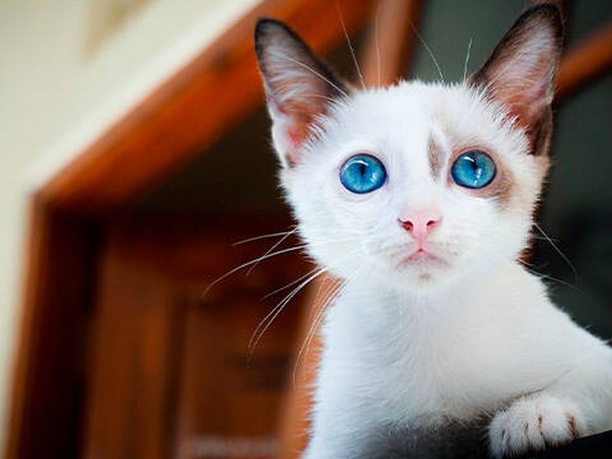 Foto: Un gato (Pixabay)