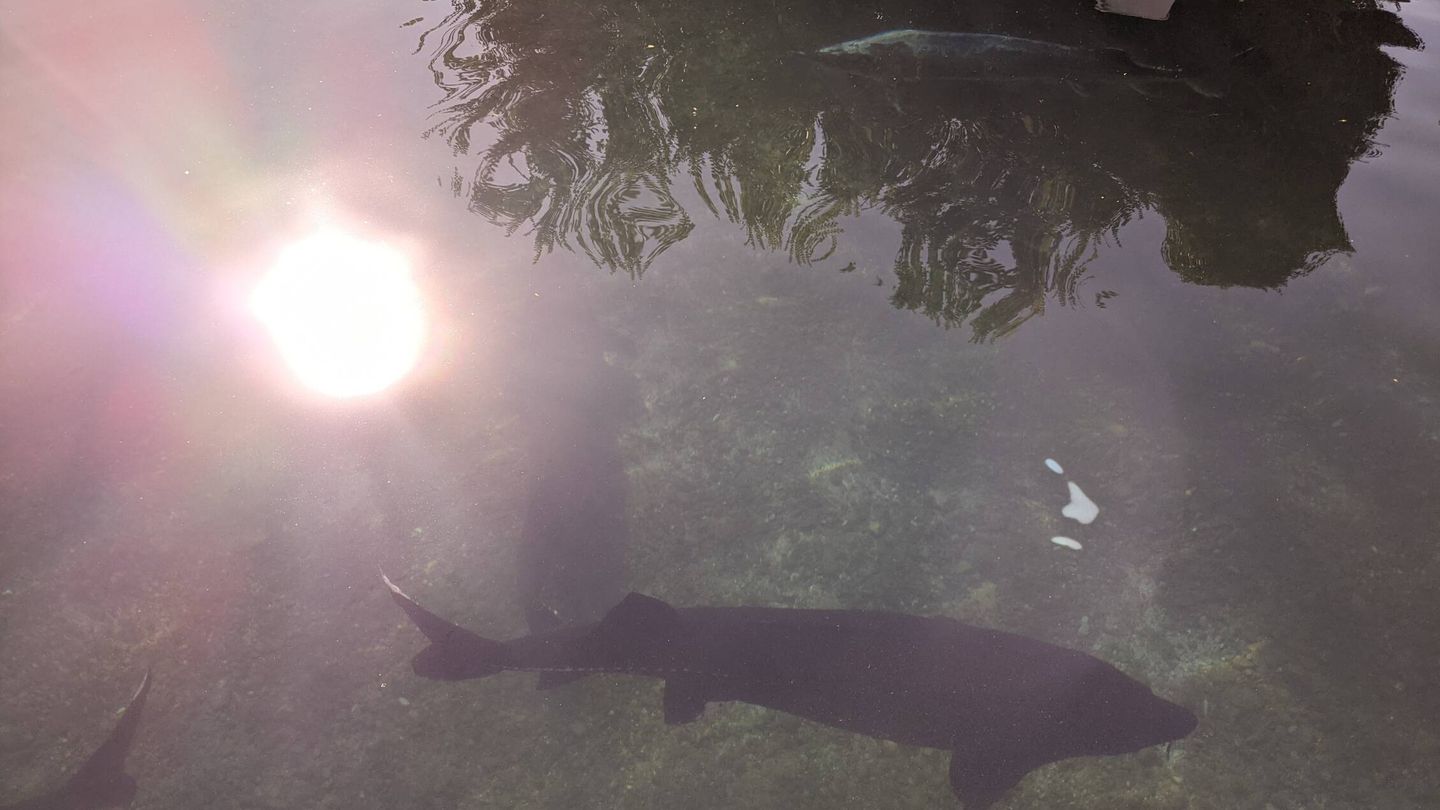 Un ejemplar de esturión beluga nada en una de las piscinas de Riofrío. (A. V.)
