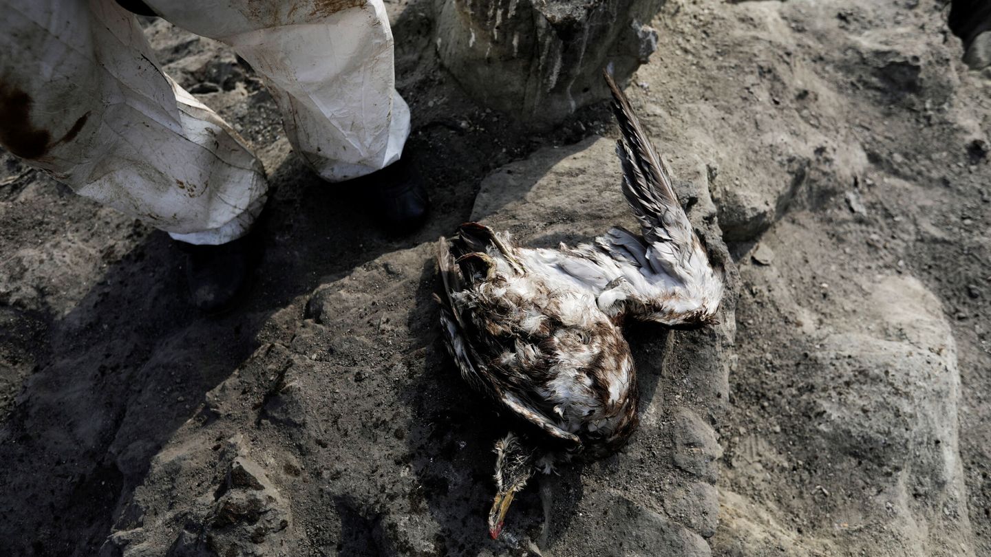 Un ave marina muerta debido al derrame de petróleo. (Reuters/Ángela Ponce)