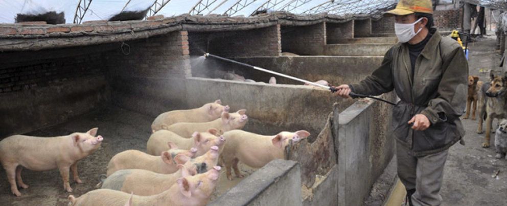 Foto: Rusia levanta el veto a la carne de cerdo española