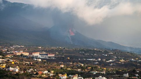 La regeneración de la naturaleza en la isla de La Palma ya está en marcha 