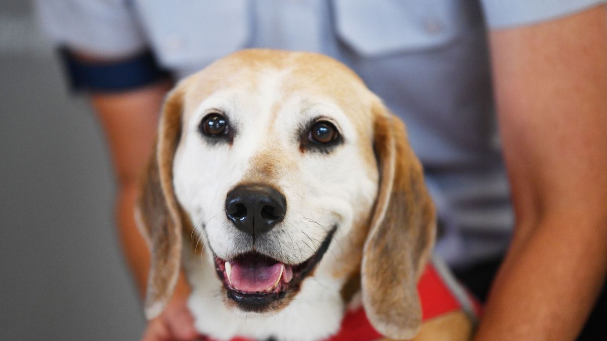Colau pide al Govern que evite el sacrificio de 38 cachorros 'beagle' tras un experimento