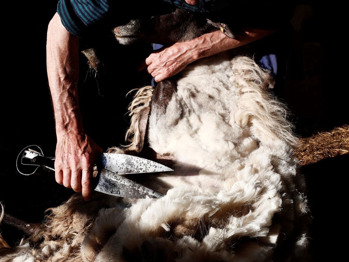 Foto: Un hombre esquilma a una oveja. (EFE/Jesús Diges)