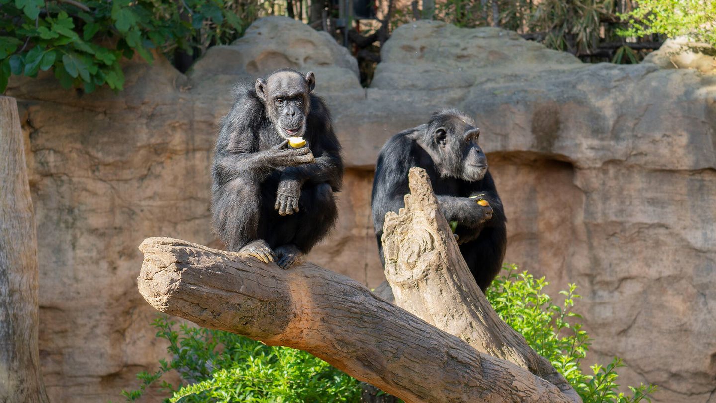 Los chimpancés son animales con unos fuertes lazos afectivos. (Bioparc)