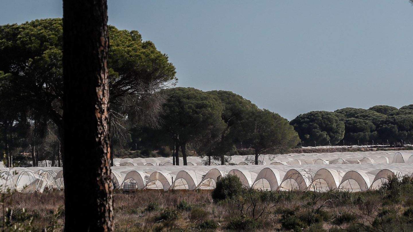 Invernaderos en el entorno de Doñana. (EFE)
