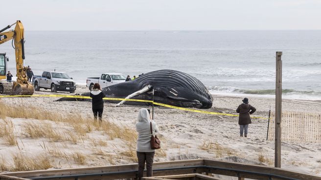 Foto de Una ballena varada en Long Island