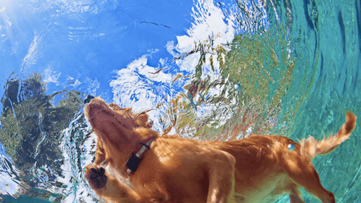 El perro que triunfa en Twitter practicando natación sincronizada: "Le pongo un 10"