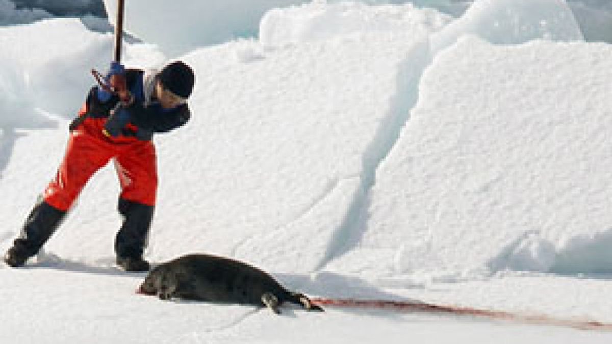 Pescadores canadienses inician la caza de 280.000 focas