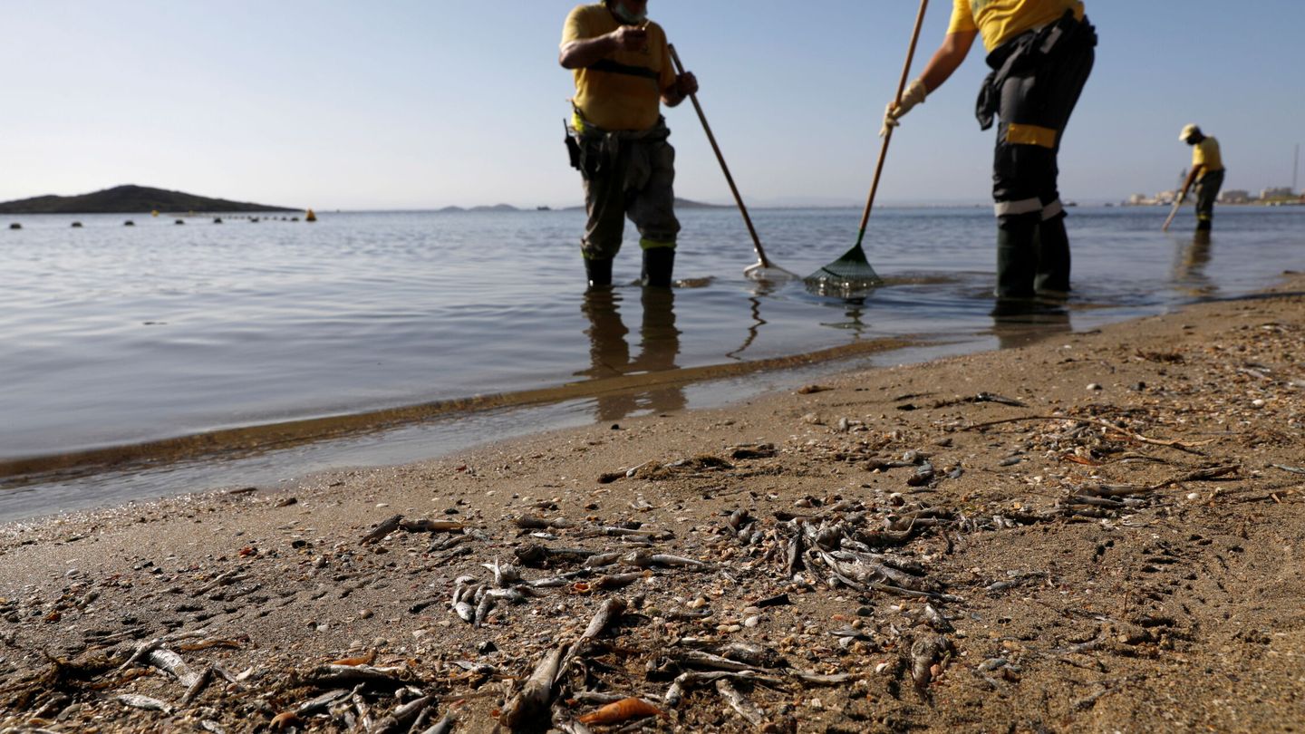 Limpieza de peces muertos a orillas del Mar Menor. (Reuters/Eva Manez)