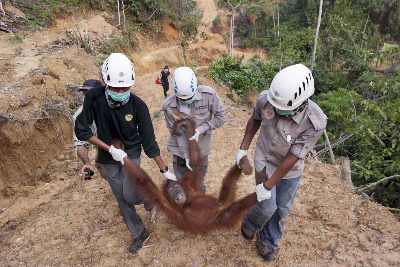 Conservacionistas rescatan a una hembra de orangután que había quedado aislada en una pantación de aceite de palma, en Langkat, Sumatra. (Reuters)