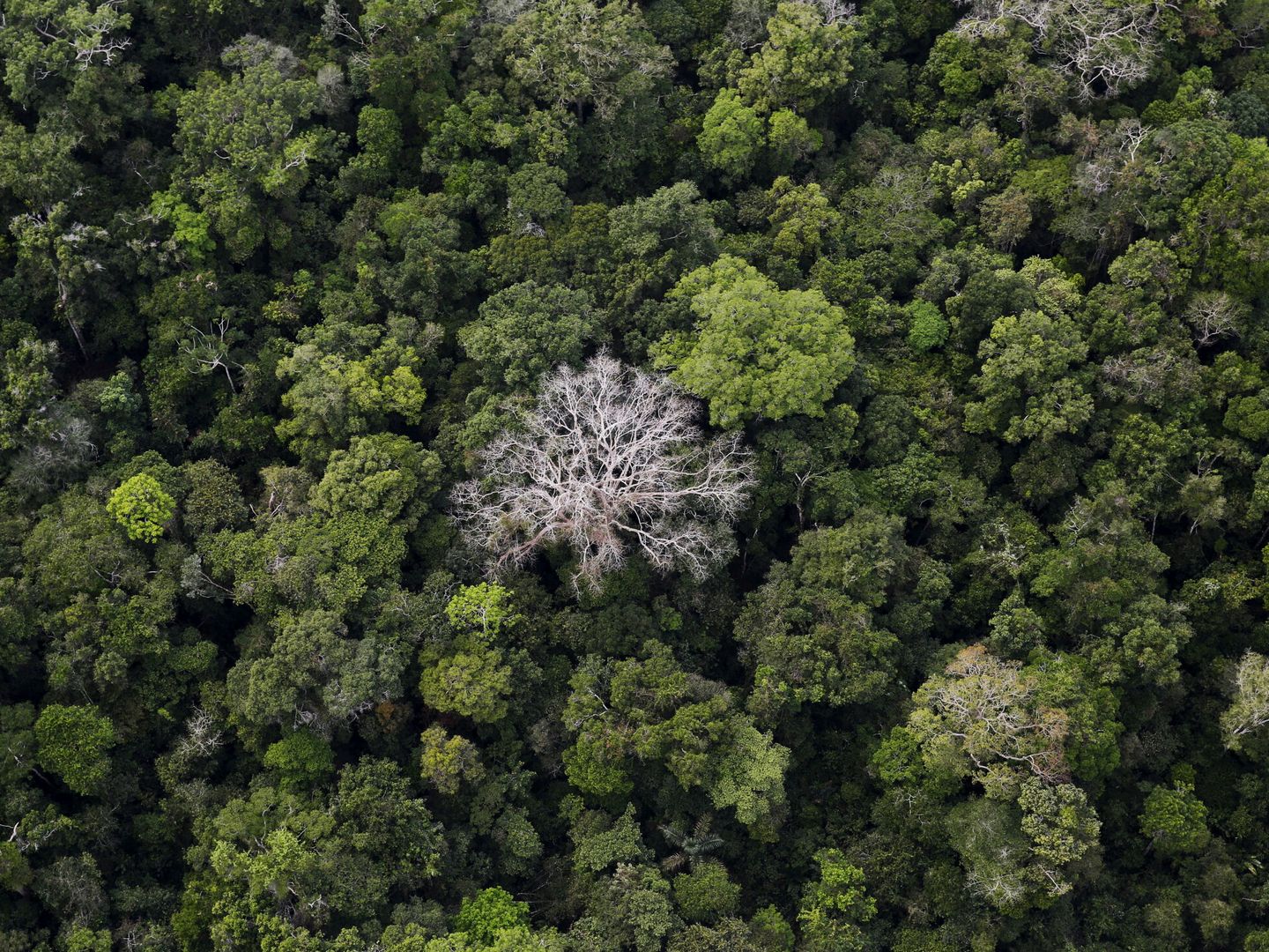 La deforestación del Amazonas nos concierne a todos (Reuters/N.Doce)