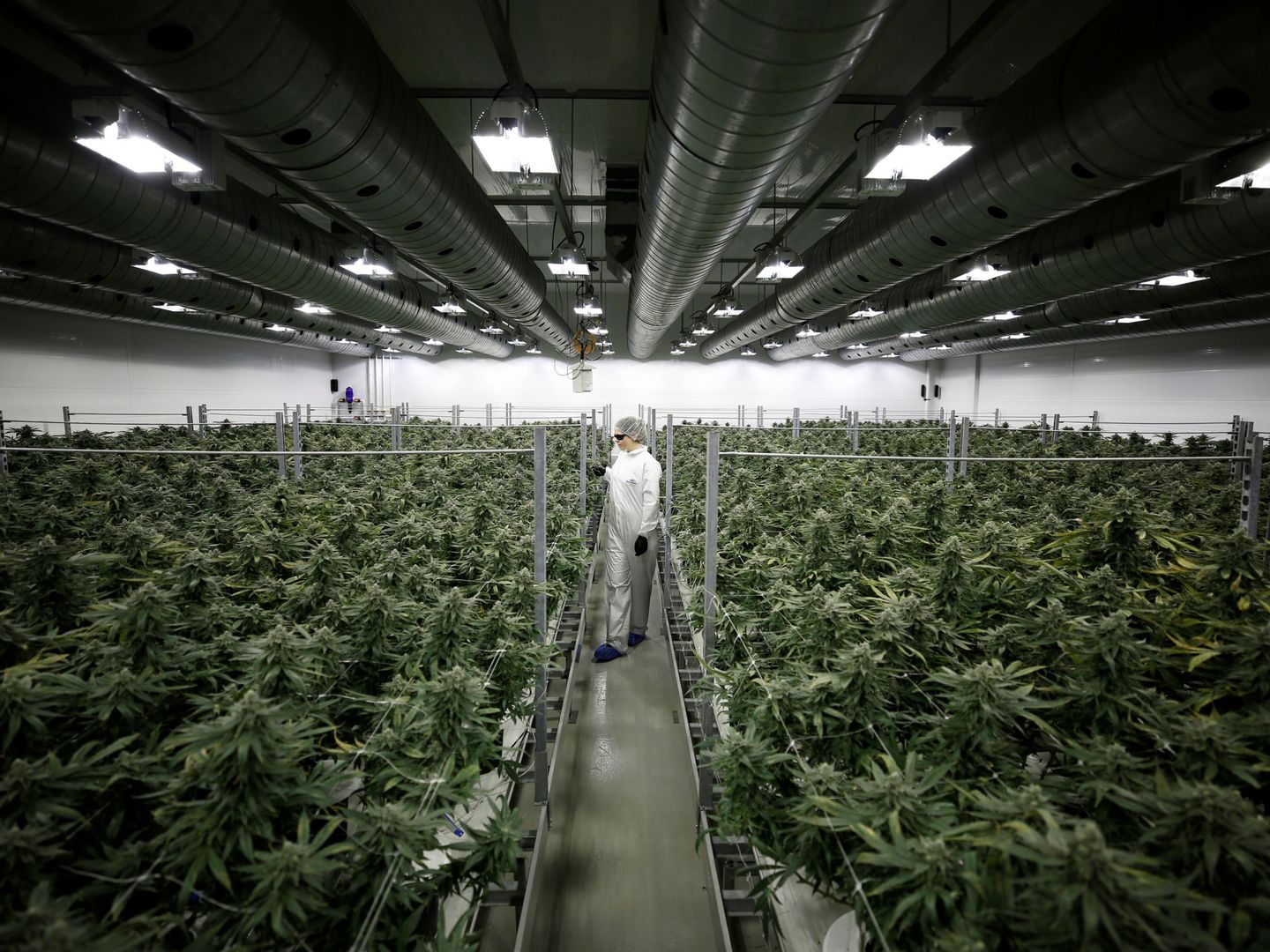 Invernadero industrial de marihuana en Canadá. (Reuters)