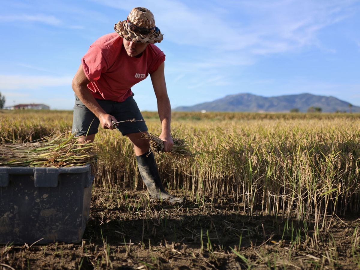 Foto: Un hombre trabaja en un arrozal del Delta del Ebro. (Reuters/Nacho Doce)