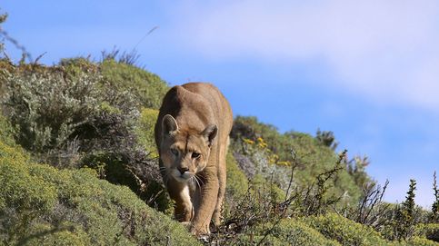Puma: el gran felino de las montañas americanas