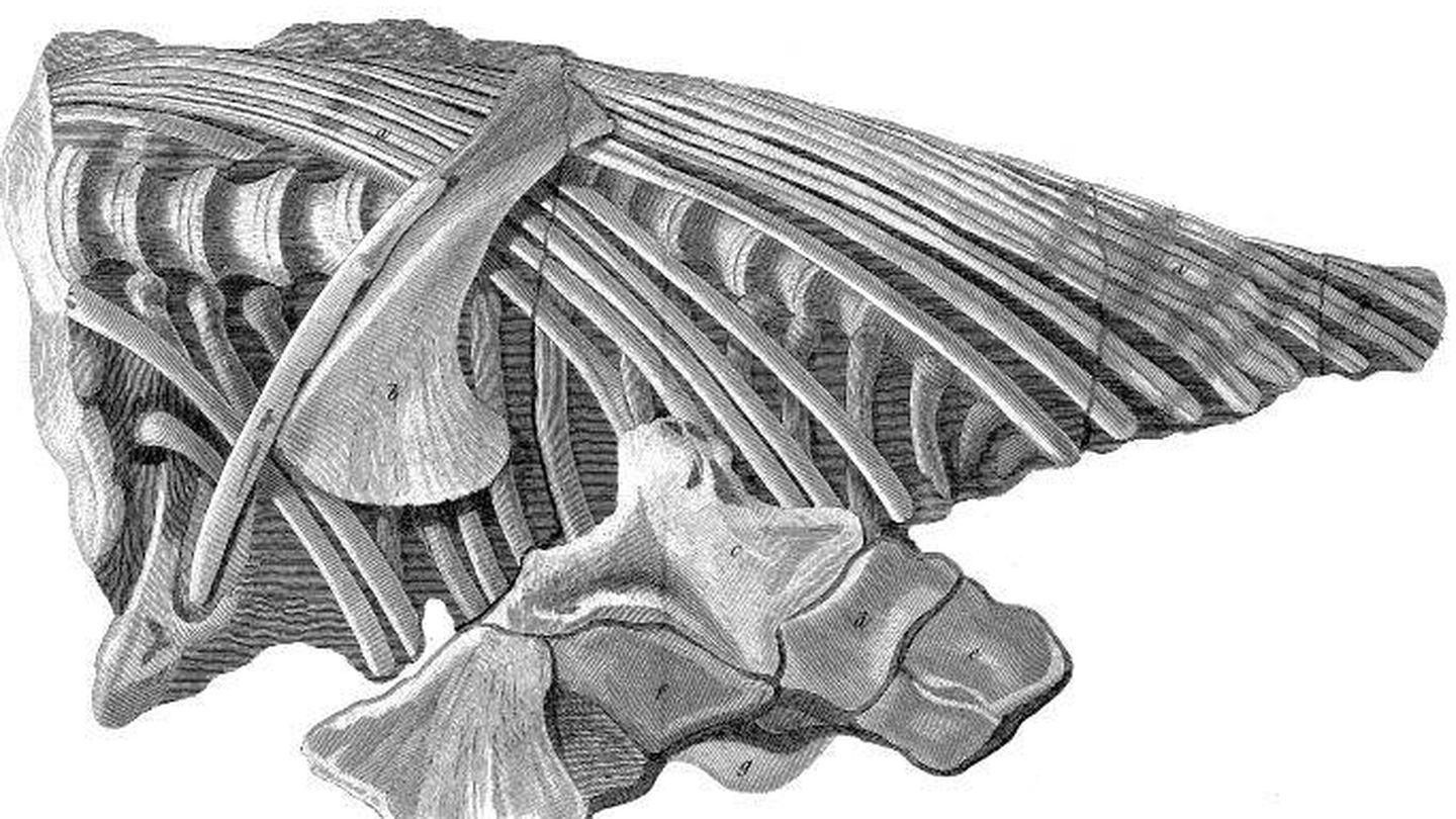 El torso del ictiosaurio, encontrado por Anning y plasmado en un dibujo. (Wikipedia)