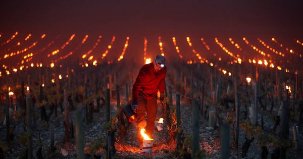 Foto: Trabajadores encienden pequeños fuegos para proteger los viñedos del frío cerca de Chablis, Francia. (Reuters)