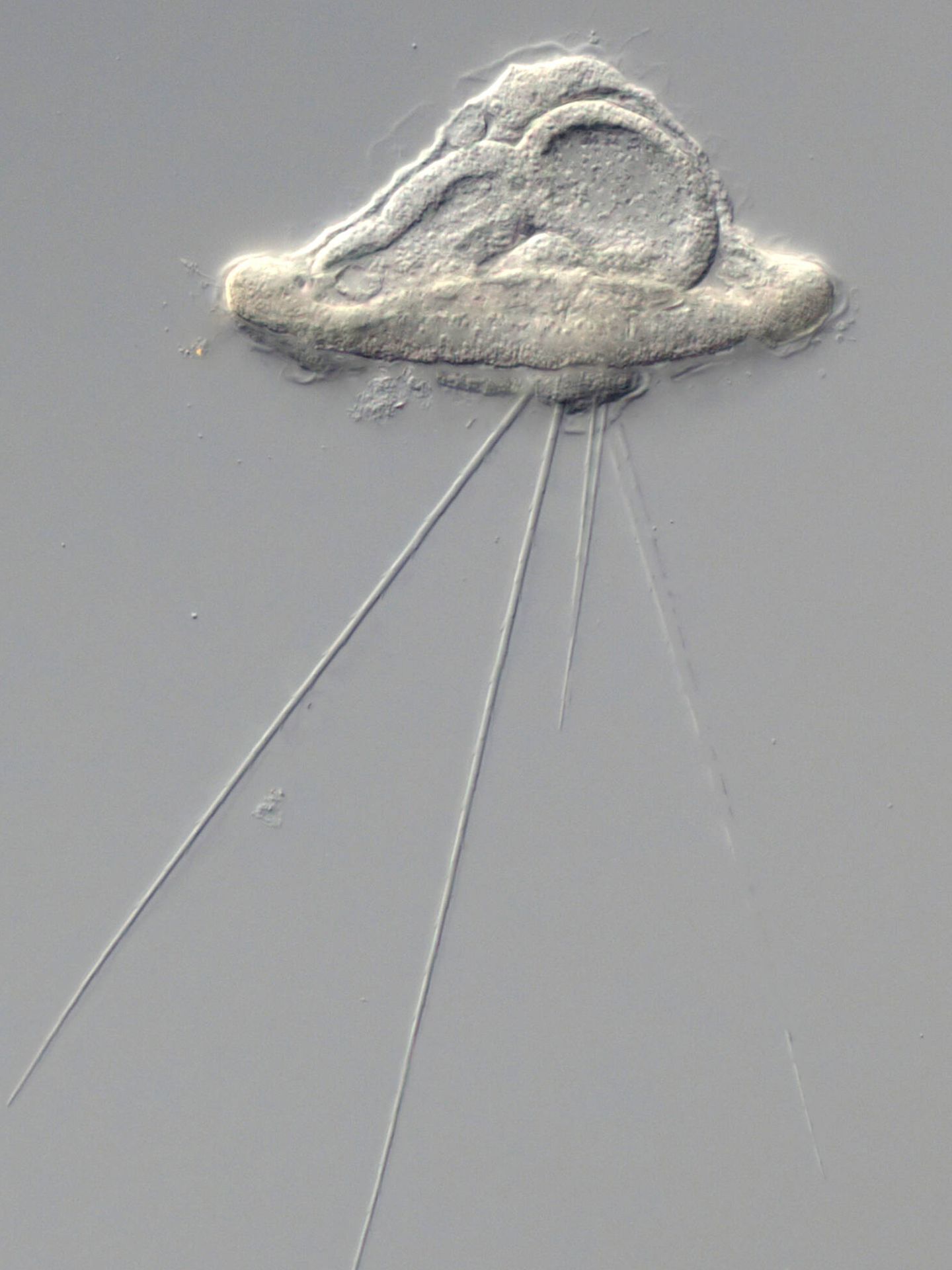 Larva del gusano 'Owenia fusiformes'. (Allan Carrillo-Baltodano)