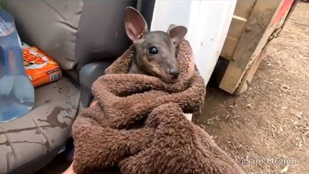 Un bombero salva a un canguro bebé de en los incendios de Australia