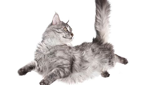 Cómo hacen los gatos para caer de pie sin violar las leyes de la física
