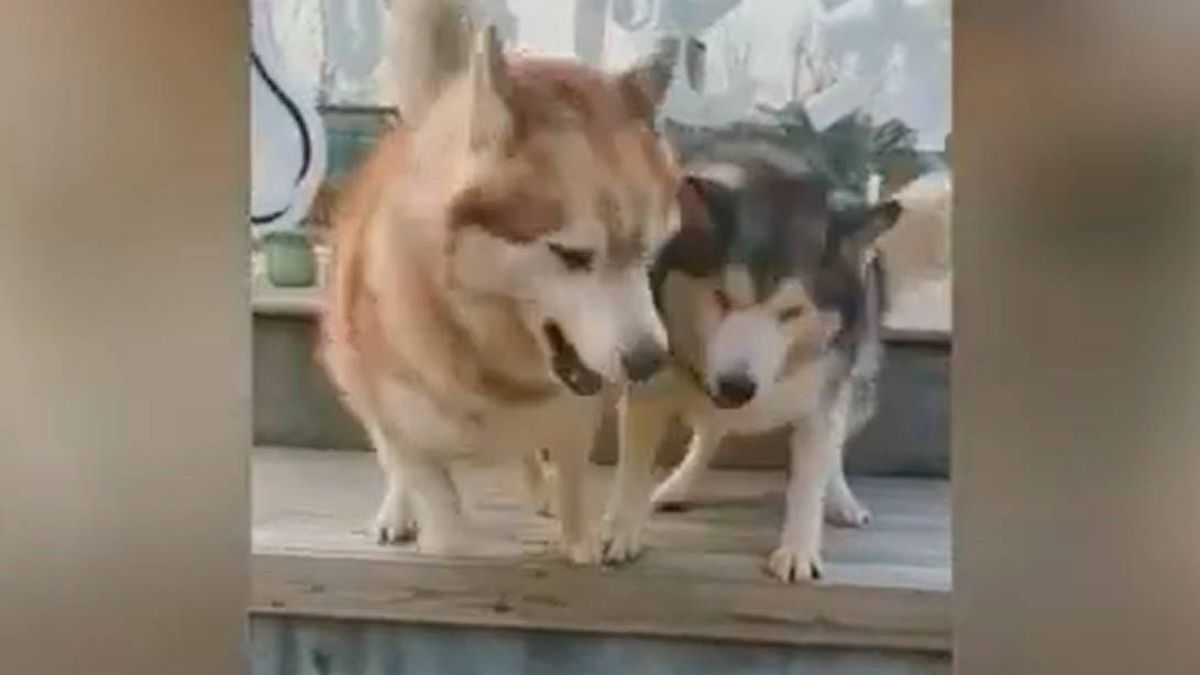 Amor infinito: así enseña un perro a su hermano ciego a bajar un escalón