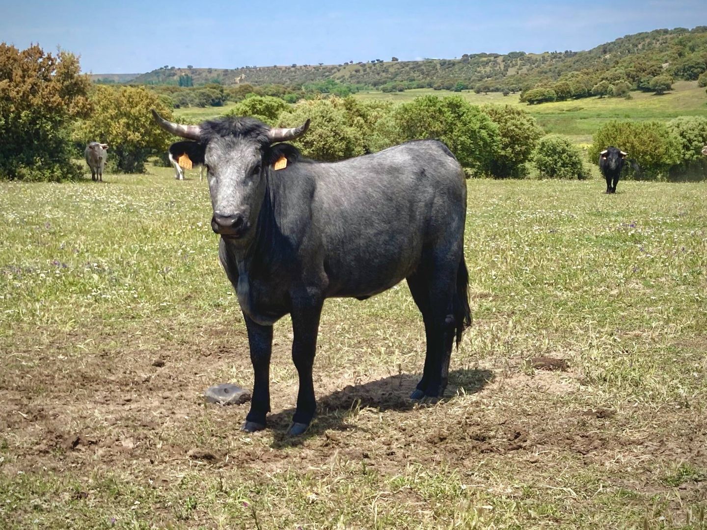 Ejemplar de vaca morucha en la finca (Jose Luis Gallego)