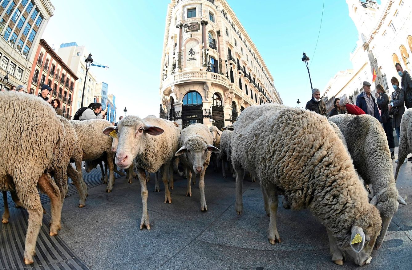 Miles de ovejas, en las calles de Madrid. (EFE/Fernando Villar)