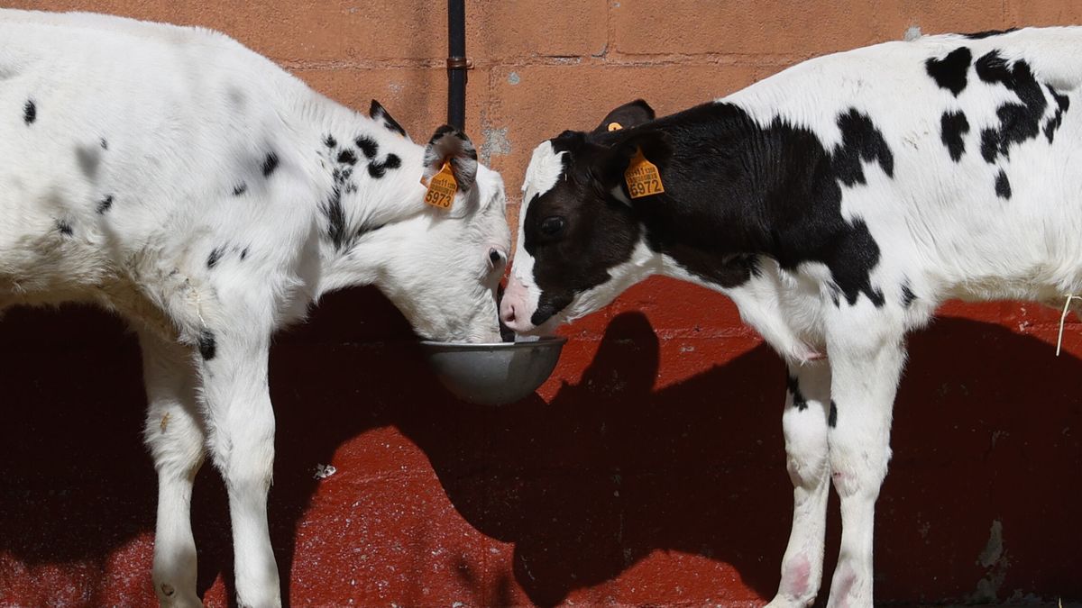 La industria láctea alerta de que se han perdido tres millones de litros de leche por la huelga