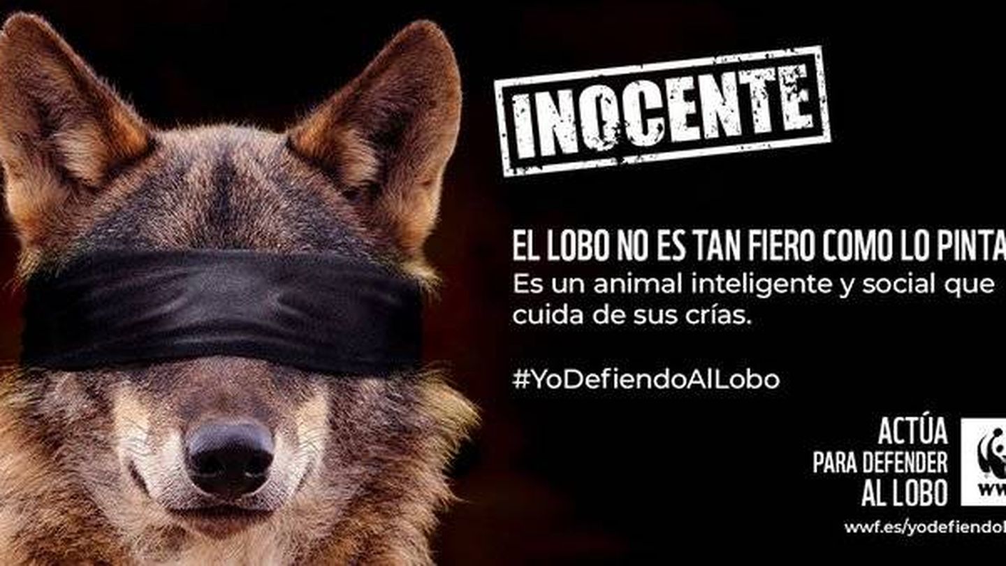 Campaña de WWF España en defensa del lobo ibérico