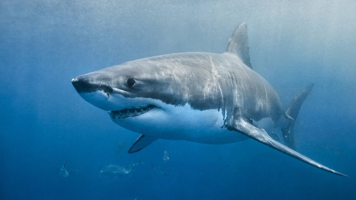 Como cada verano, vuelven las noticias sensacionalistas sobre ataques de tiburón