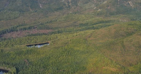 Foto: El Bosque Nacional de Tongass ocupa una importante extensión de Alaska (EFE/Caty Arévalo)