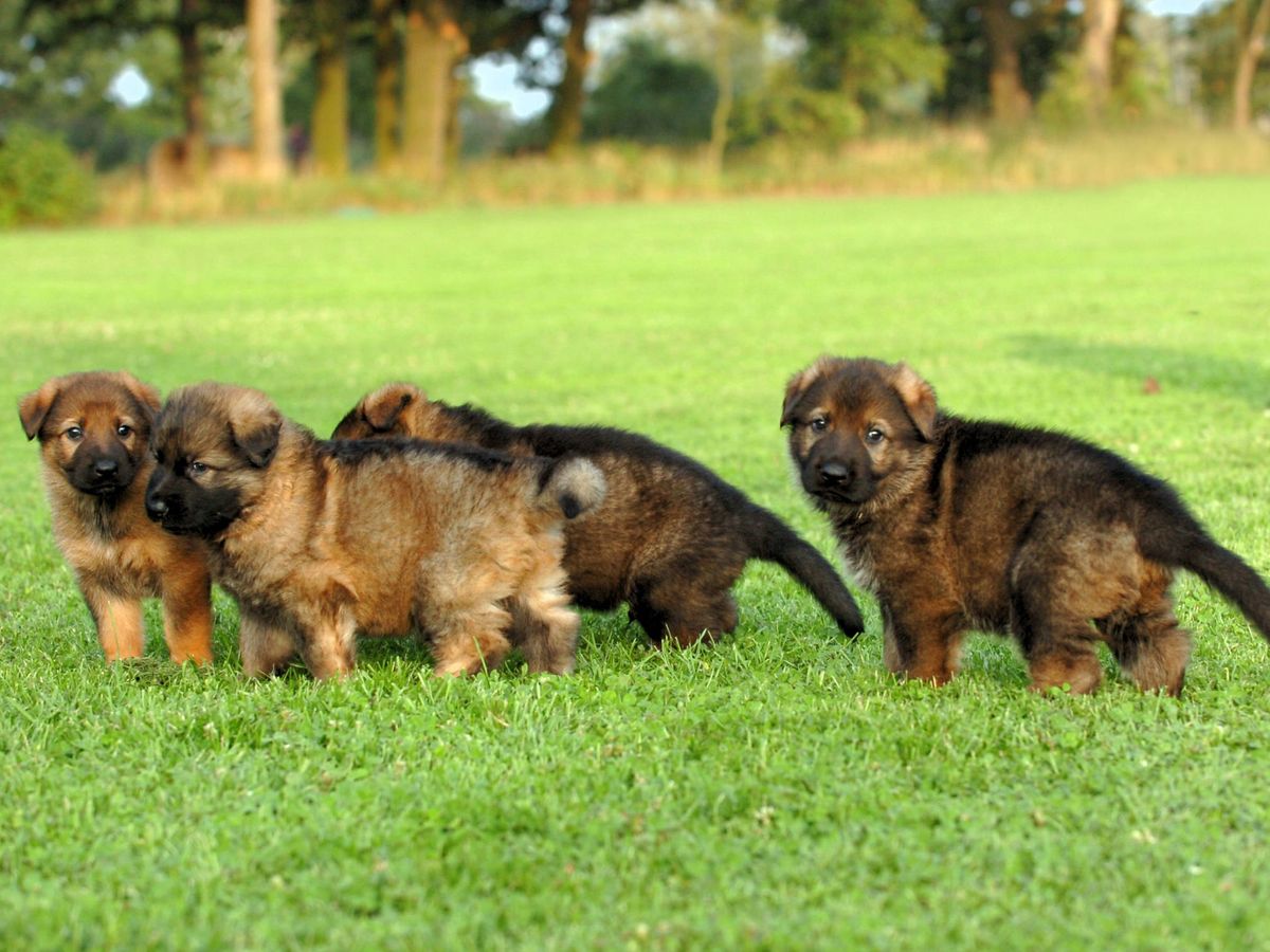 Foto: Varios cachorros en un parque. (Real Sociedad Canina de España)