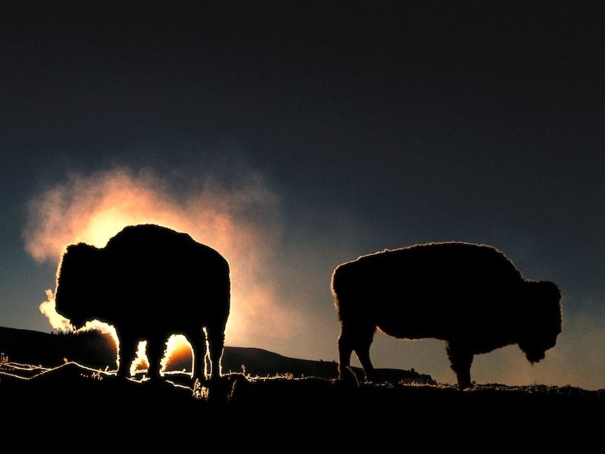 Foto: Se ha conseguido salvar al perseguido bisonte europeo.