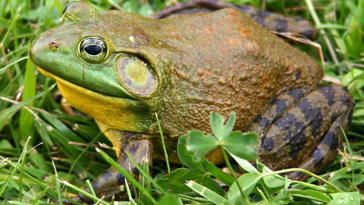 La 'rana toro' amenaza el Ebro: por qué es una de las especies más nocivas del mundo