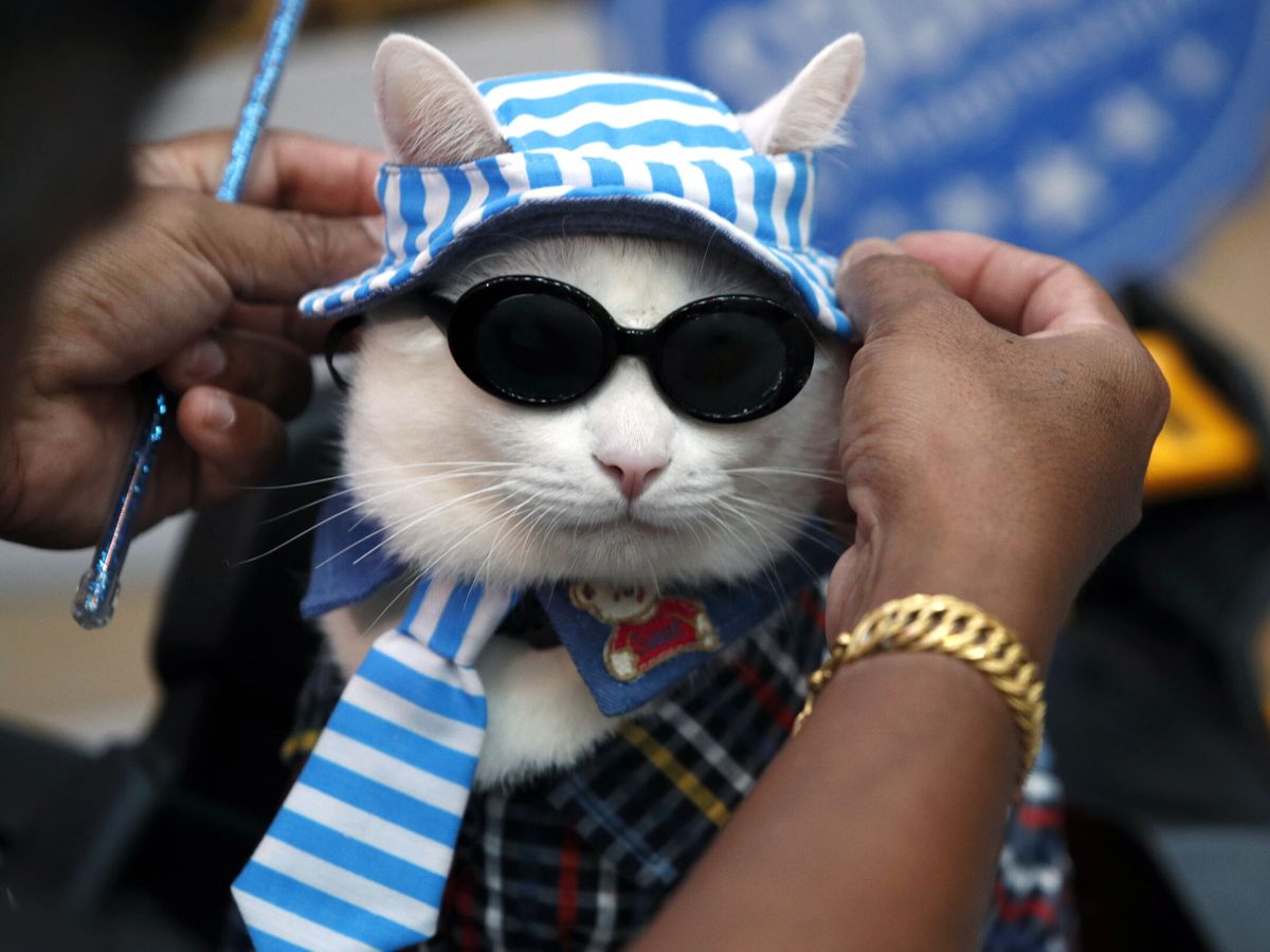 Foto: Un gato se prepara para participar en un desfile en una exhibición gatuna. (EFE/Rungroj Yongrit)