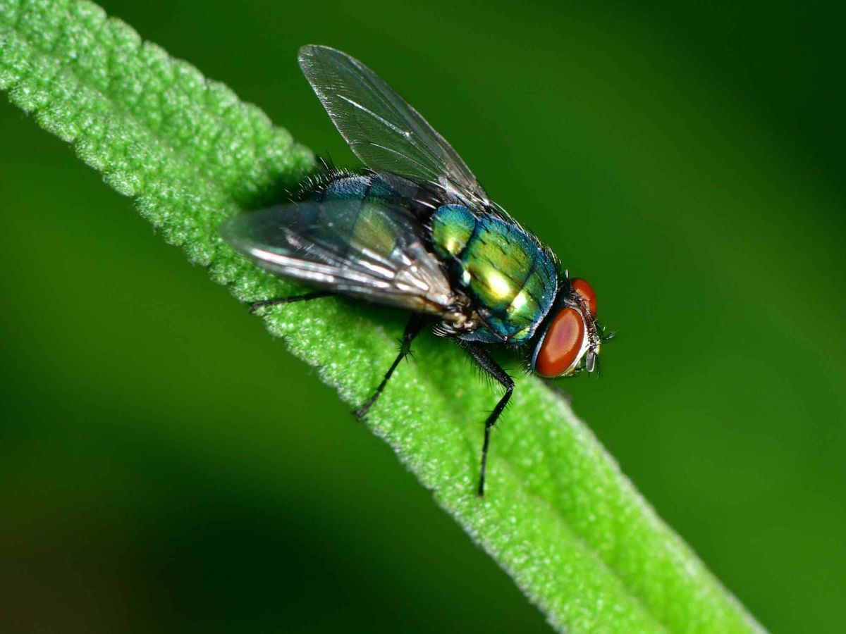 Foto: Las moscas transmiten muchas enfermedades, como el E.coli (Mascanfroni para Unsplash)