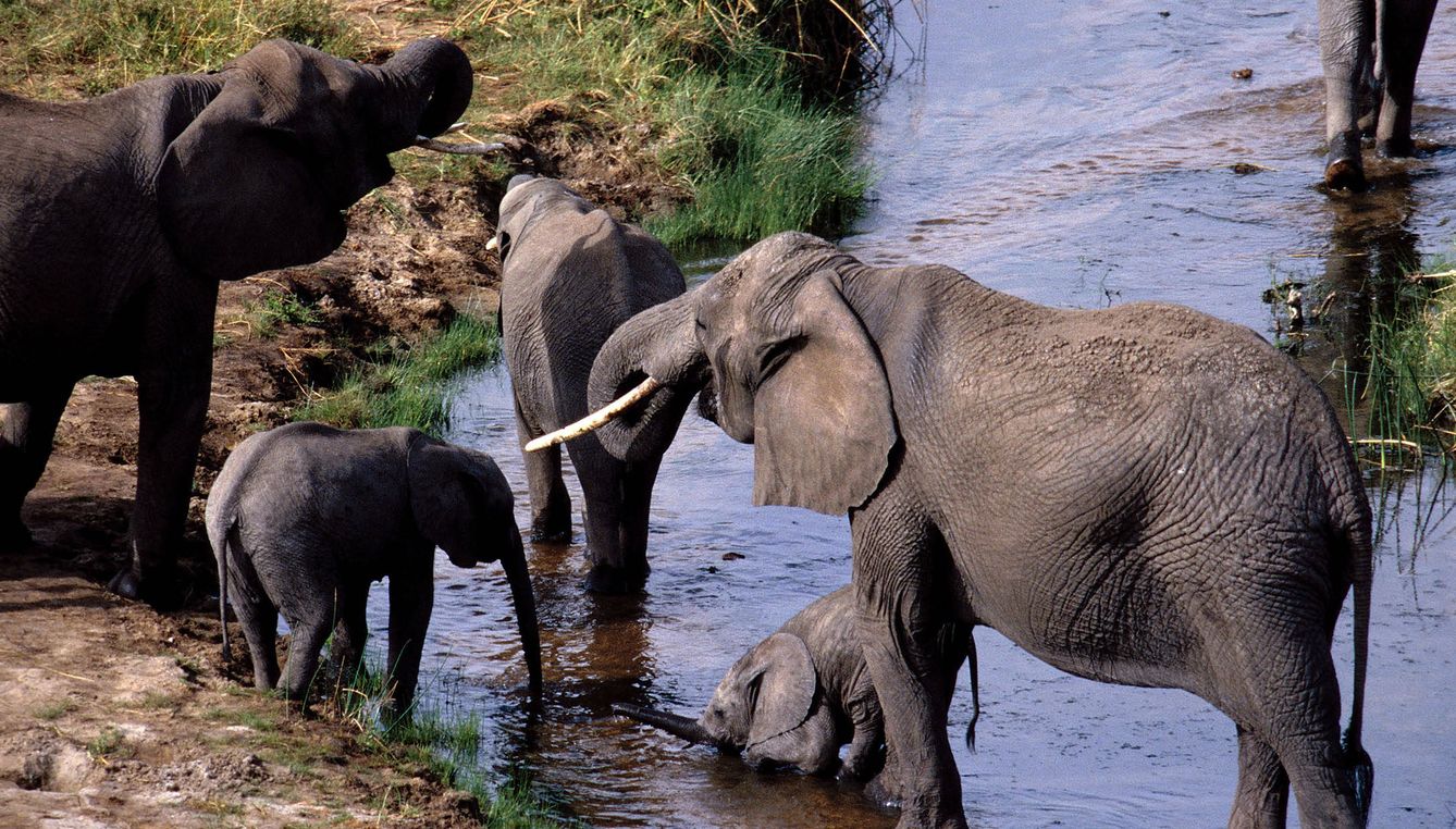 Elefantes africanos con sus crías. (Andoni Canela)