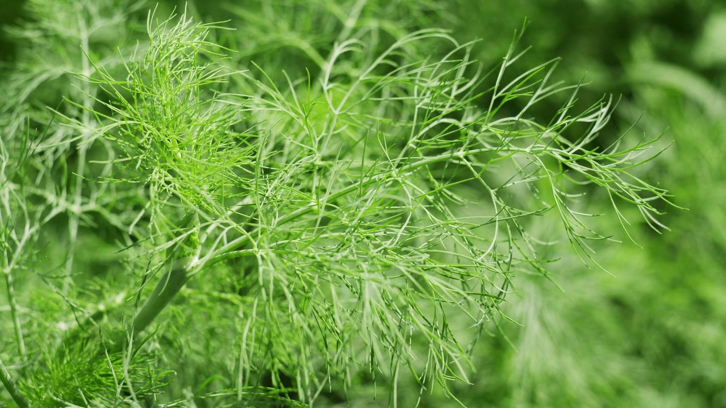 Del hinojo se utilizan tanto las hojas como los tallos, el bulbo y las semillas. (Pixabay/Plants)