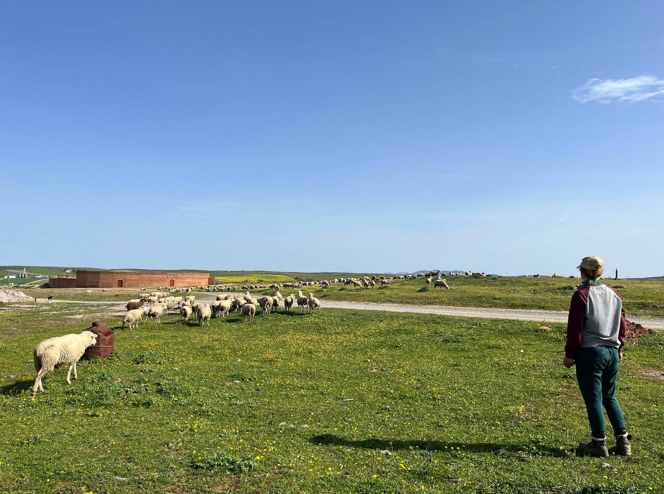 Una pastora con sus ovejas en las inmediaciones del pueblo. (A.F.)