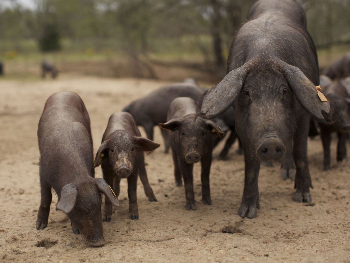 Certificar a un cerdo hoy cuesta ocho euros, frente a los 1,5 euros del año pasado. (EFE)