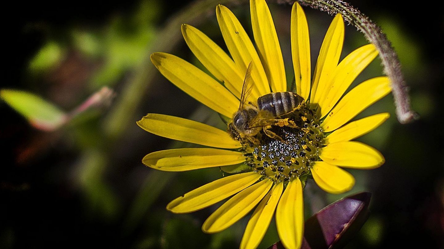Más de 500 voluntarios de BeeWalk de Bumblebee Conservation Trust recopilaron datos, descubriendo que algunas abejas prefieren los humedales (EFE).