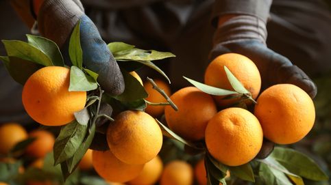 La Comisión Europea aprueba el tratamiento en frío para la importación de naranjas