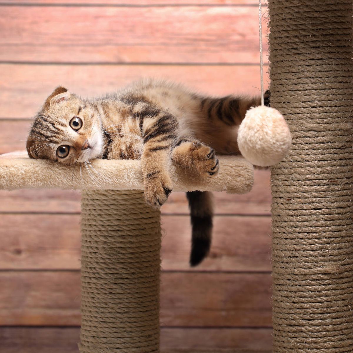 Los mejores parques y árboles rascadores para gatos, Escaparate: compras y  ofertas