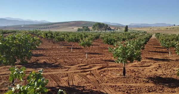 Foto: Cada vez más agricultores deciden pasarse al pistacho por su alta rentabilidad. (Pistachos Nazaríes)