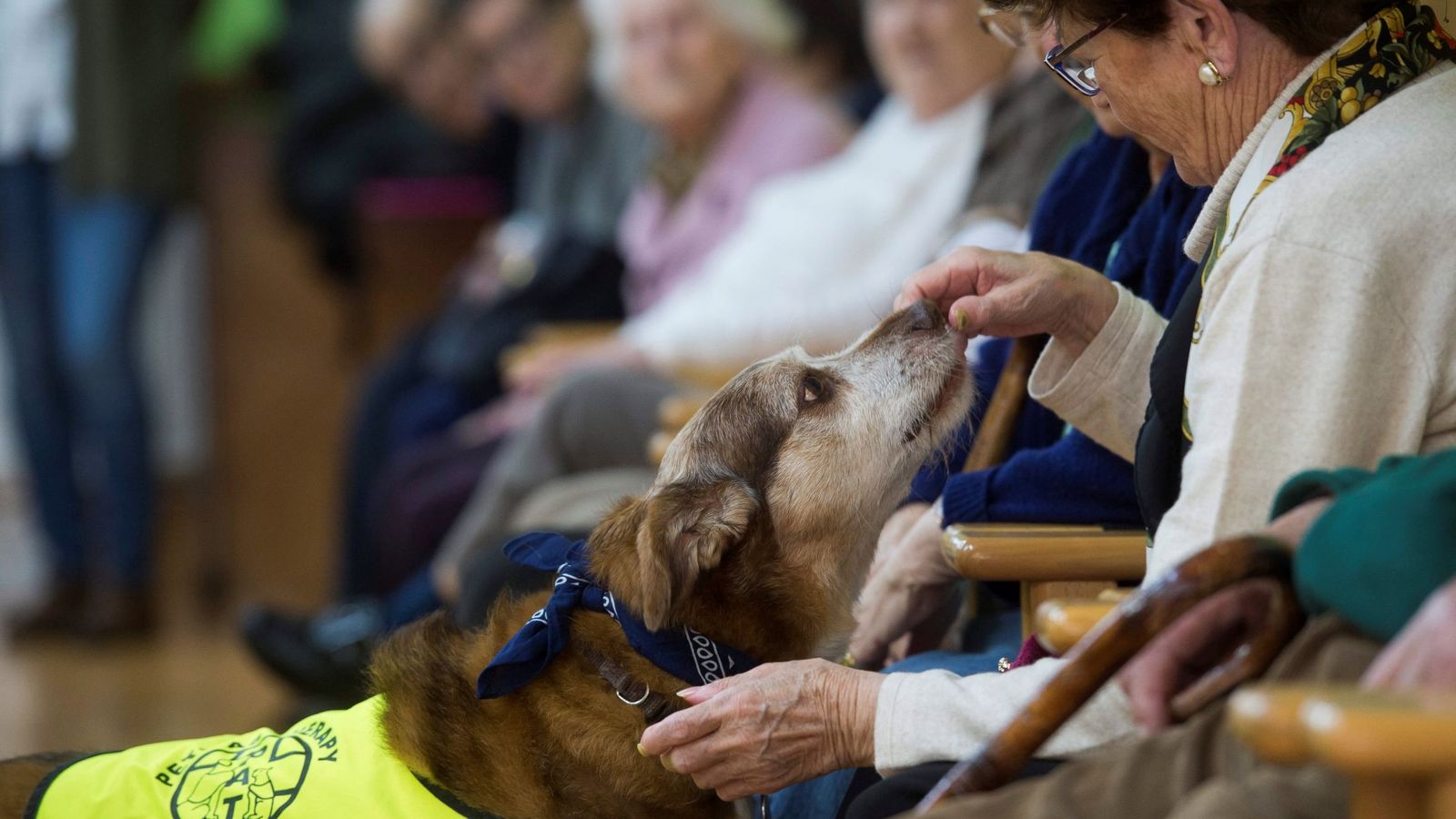Si acaricias a los perros cuando los ves, la psicología dice que tienes estos rasgos